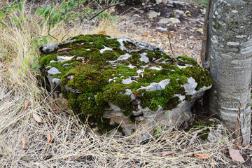 a large stone with green moss