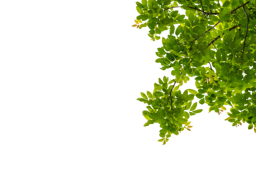 Tree branch with green leaf isolated for object and retouch design.