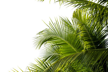 Fototapeta na wymiar coconut palm leaf isolated for object and retouch design.