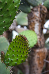 Cactus in early bloom, prickly pears in early bloom, Opuntia cactus (prickly pear) cactus leaves thorn, Fresh cactus leaf, Seamless background, cactus with thorns. Cactus texture. Prickly pear Closeup