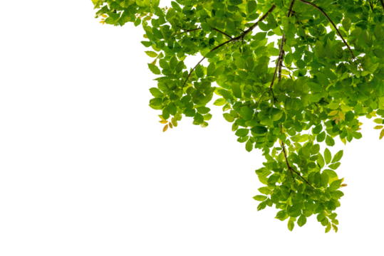 Tree branch with green leaf isolated for object and retouch design.