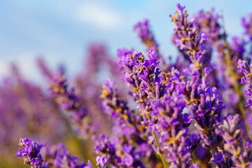 Obraz premium Beautiful lavender flowers close up on a field