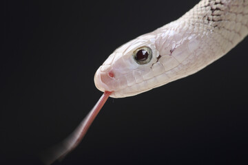 A portrait of a Bullsnake using its forked tongue to sense its surroundings
