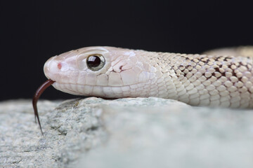 A portrait of a Bullsnake on a rock using its forked tongue to sense its surroundings
