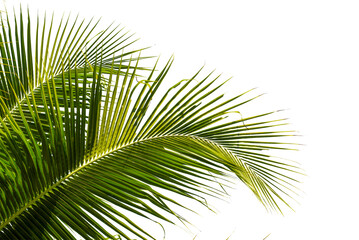 coconut palm leaf isolated for object and retouch design. - 527582335