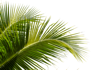 coconut palm leaf isolated for object and retouch design.