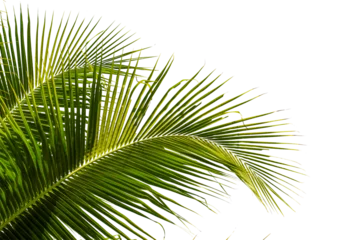 Fototapeten coconut palm leaf isolated for object and retouch design. © jakkapan