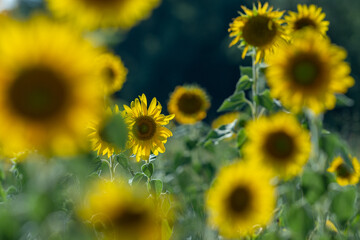 Fototapeta premium Sunflowers receive the beautiful afternoon sun