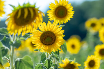 Fototapeta premium Sunflowers receive the beautiful afternoon sun