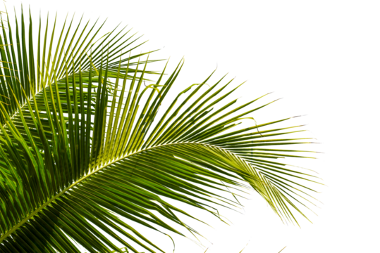 coconut palm leaf isolated for object and retouch design.