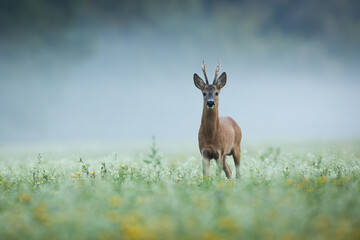 Roe deer, capreolus capreolus, looking to the camera on grass in morning mist. Roebuck standing on...