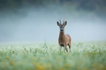 Fototapeten Roe deer, capreolus capreolus, looking to the camera on grass in morning mist. Roebuck standing on green field in fog. Antlered mammal watching on meadow. © WildMedia