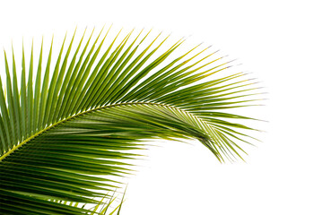 coconut palm leaf isolated for object and retouch design. - obrazy, fototapety, plakaty