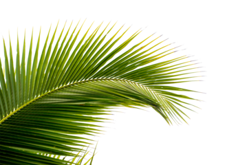 coconut palm leaf isolated for object and retouch design.