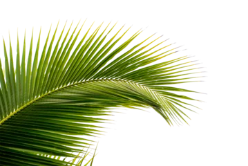 Fototapeten coconut palm leaf isolated for object and retouch design. © jakkapan