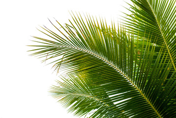 Naklejka na ściany i meble coconut palm leaf isolated for object and retouch design.