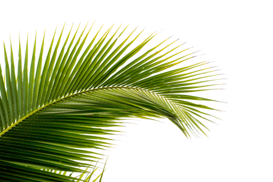 coconut palm leaf isolated for object and retouch design.