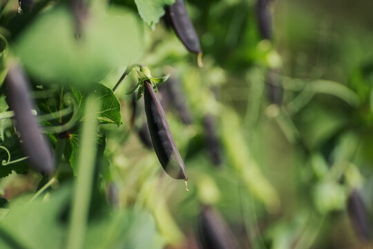 Closeup image of sugar black  snap peas growing in the garden