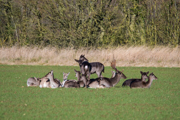 Fallow deer (dama dama) herd