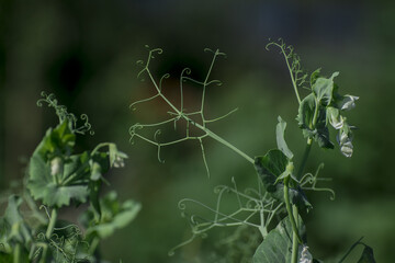 Closeup image of sugar black  snap peas growing in the garden