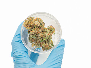 Hand holding a plastic box with dry cannabis buds flowers on a white background