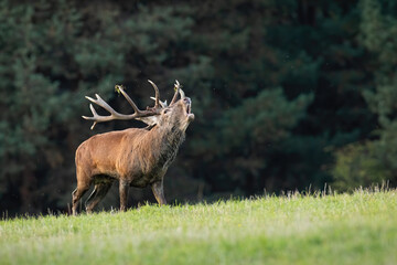 Red deer, cervus elaphus, bellowing on grassland in autumn with copy space. Wild stag roaring on...