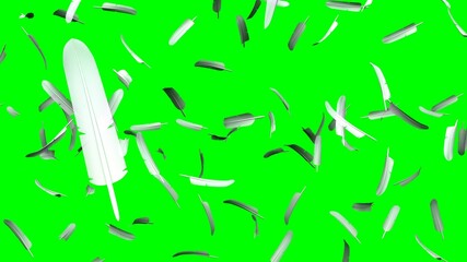 White feathers on green chroma key background.
3D illustration for background.
