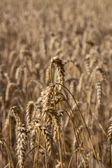 Golden fields of ripe grain in a farmer's field on a sunny day, graphic background of cereal fields, Podkarpackie County, Poland