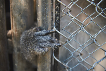 A monkey in a cage . Focus on the monkey's paw stuck in the crack.