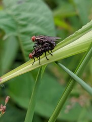 fly on leaf