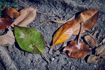 Fallen multicolored magnolia leaves on dry ground .