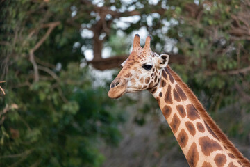 Giraffe looking at the camera to see what is happening