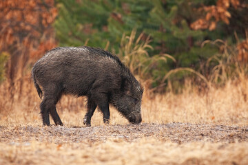 Single wild boar, sus scrofa, feeding on a meadow in autumn nature. Mammal eating with long snout touching the ground among yellow dry grass with orange leaves in background.