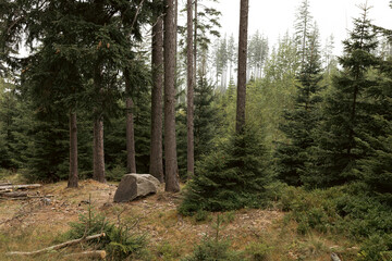 Pine forest on a hillside, Karkonosze mountains