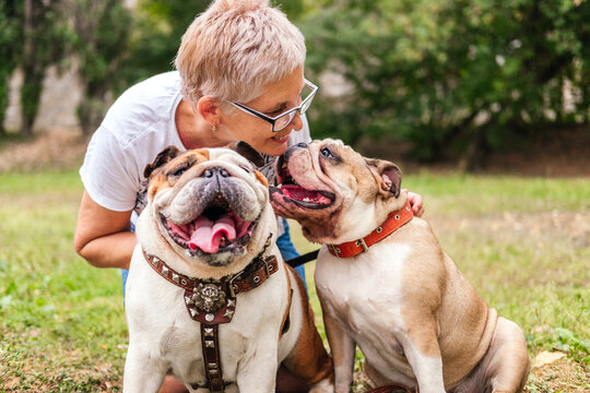 Senior woman sitting on ground and hugging two british bulldogs outdoors. Woman playing with dogs in park