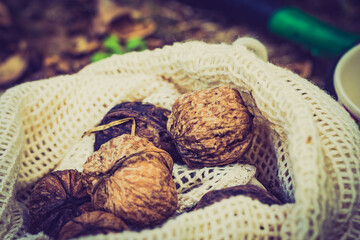 Walnut in burlap sack outside