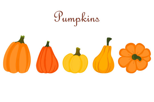 Vector isolated set with pumpkins for Thanksgiving, Halloween, fall. Elements to create designs with hand-drawn images.