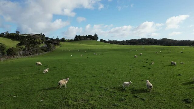 Chasing sheep on drone .Video clip Mavin 3 mini pro footage