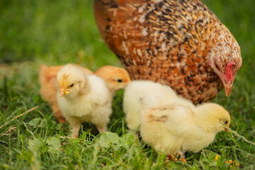 chickens with their mother walk on the grass, close-up