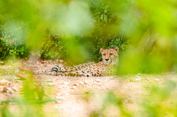 Guépard allongé caché derrière les herbes