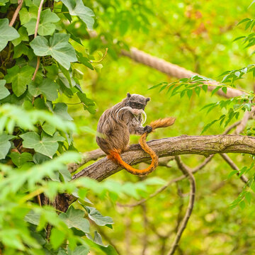 Tamarin empereur qui s'épouille la queue sur une branche d'arbre au zoo