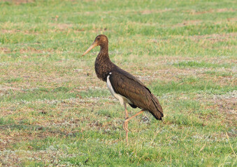 Young black stork bird on a meadow