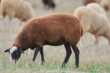  Brown sheep grazing	 - 527588952