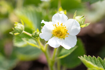 White flowers on strawberries in the vegetable garden.
