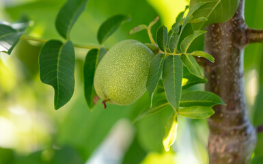 Green walnut fruits on the branches of a tree.