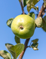Fruits of apples on the branches of a tree.