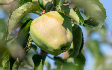Fruits of apples on the branches of a tree.
