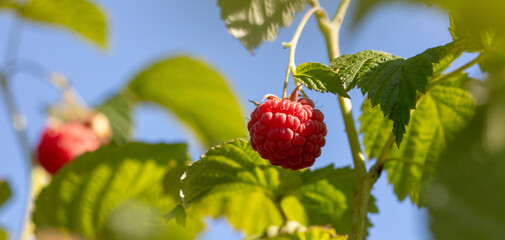 Ripe red raspberries in nature.