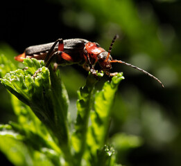 Beetle on a green leaf in nature.