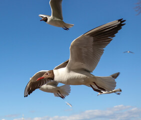 Portrait of a seagull in flight against the sky.
